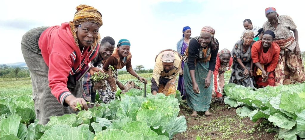 Birhan Ladies harvesting vegetables.