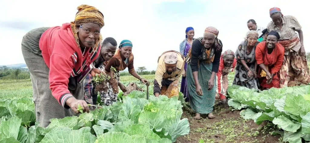 Birhan Ladies harvesting vegetables.