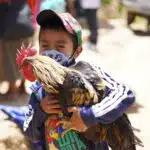 Boy holding a chicken