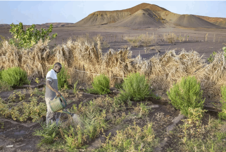 In southeastern Mauritania, Barke waters crops at a farming cooperative that was established in 2008